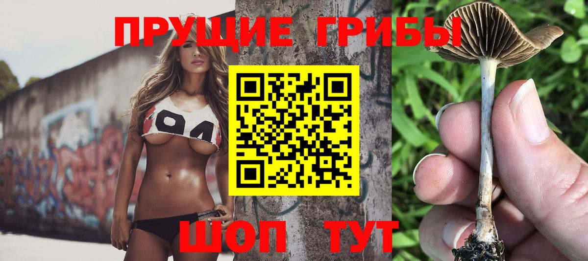 Галлюциногенные грибы Psilocybine cubensis Алейск